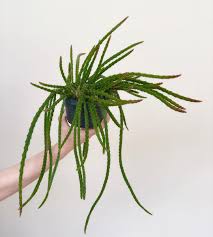 How to propagate cactus from cuttings: The Rat Tail Cactus Everything You Need To Know Succulent City