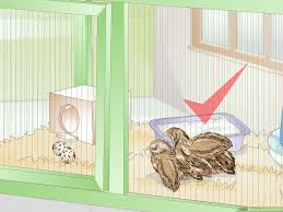 I need something to put under my cages to collect dropping from the quail. How To Care For Quail With Pictures Wikihow
