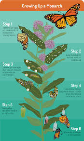 Attracting Butterflies To Your Garden Butterfly Garden Plants Monarch Butterfly Garden Flowers That Attract Butterflies