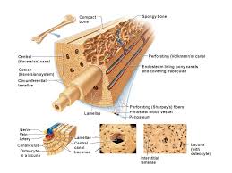 These cells add the compact bone to the bony callus to form a bone tissue that is similar to the original, normal bone. Articular Cartilage Compact Bone Proximal Epiphysis Spongy Bone Epiphyseal Line Periosteum Compact Bone Medullary Cavity Lined By Endosteum Diaphysis Ppt Video Online Download