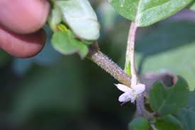 Common purslane or simply purslane (portulaca oleracea) is the most desired type. Ss Agr 368 Sc097 Biology And Control Of Horse Purslane And Common Purslane In Sugarcane