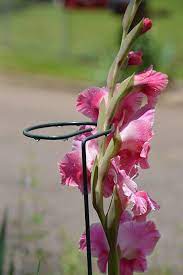 How To Keep Gladiolus Flowers From Falling Over Gladiolus Flower Flower Trellis Gladiolus