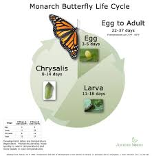 Chart Monarch Butterfly Life Cycle