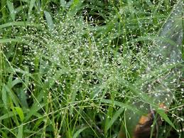 Image result for Eragrostis arenicola