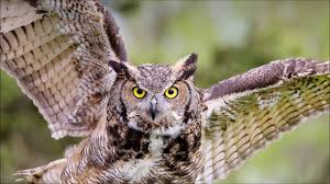 Burung hantu celepuk merupakan genus otus. Serem Banget Suara Kicau Burung Hantu Di Malam Hari Strigiformes Youtube