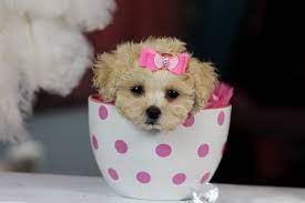 Teacup Poodle S Bring This Perfect Baby Home Today Call 954 353 7864 Www Teacuppuppies Teacup Poodle Puppies Cute Baby Puppies Teacup Puppies