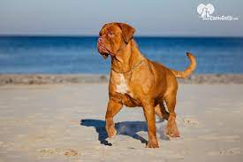 Inizialmente il dogue de bordeaux era chiamato con un altro nome, dogue d'aquitaine, appellativo nei primi anni di vita certi elementi nutritivi non possono mancare e quindi chi sceglie un dogue de bordeaux deve sapere che avrà delle spese non indifferenti per l'alimentazione dell'animale. Cane Dogue De Bordeaux Carattere Alimentazione Caratteristiche Della Razza