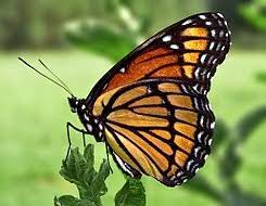 Limenitis Archippus Wikipedia La Enciclopedia Libre