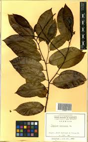 Image result for Sclerocroton