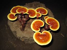Image result for Ganoderma lucidum