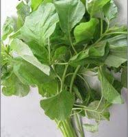 Fungsi Dan Khsiat Sayur Bayam Untuk Kesehatan Bayam Sayuran Kesehatan