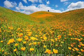 Use them in commercial designs under lifetime, perpetual & worldwide rights. Hd Wallpaper Field Of Yellow Petaled Flowers California California California Dream Wallpaper Flare