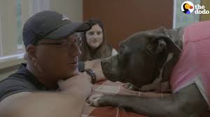 Dog Who Was Shot Is So Happy With Her New Life