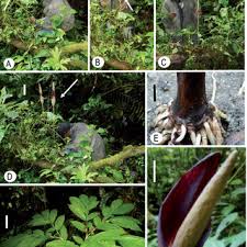 Image result for Englerophytum rwandense