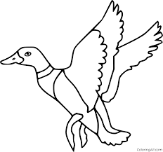 Coloring pages • flying duck: Mallard Duck Coloring Pages Coloringall