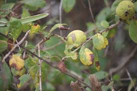 Image result for Catunaregam