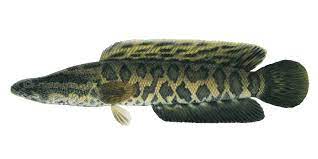 Channa Fish Types Marulioides