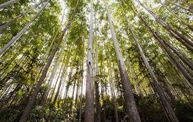 Stora Enso supistaa Kiinassa | ammattilehti.fi