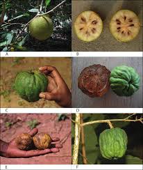 Image result for Grewia mildbraedii