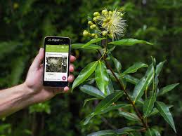 It can recognize plant species by photos. Apps To Help You Identify Unknown Plants And Flowers Simplemost