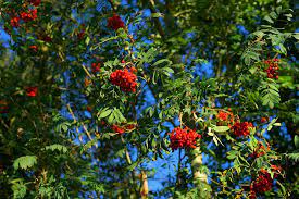 All sizes and formats, high quality and large selection of themes for web, advertising, presentations, brochures, gifts, promotional products, or just decoration. Hd Wallpaper Rowan Mountain Ash Berries Red Fruits Autumn Deciduous Tree Wallpaper Flare