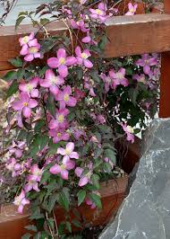 I grow this variety alongside my garden gate in a cramped space that is less than a. Pruning Clematis Yard N Garden Land