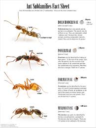 There Are About 14 000 Ant Species In The World Thats