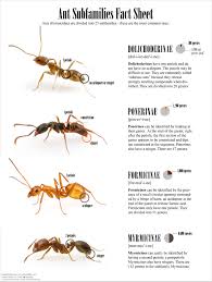 there are about 14 000 ant species in the world thats