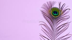 You can also upload and share your favorite peacock feathers wallpapers. Peacock Feather On A Pale Pink Background Stock Image Image Of Details Applied 174859647