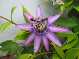File Passiflora Lavender Lady Jpg Fleurs Jardins