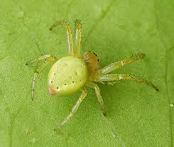 Both have the lucid green body color and pairs of black dots on the abdomen. Cucumber Green Orb Spider Naturespot