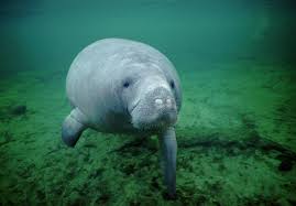 Image result for manatee
