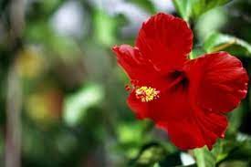 How To Care For A Hibiscus Vine Hunker Hibiscus Leaves Hibiscus Tree Hardy Hibiscus