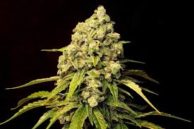 Trainwreck (Superwreck) (F) Feminized Seeds | North Atlantic Seed Co.