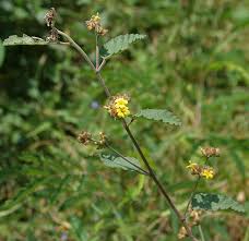 Image result for Waltheria