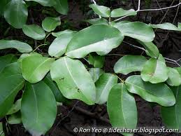 Image result for Intsia