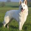 Schwarzer schäferhund hunde und welpen kaufen oder verkaufen jetzt finden oder inserieren. Https Encrypted Tbn0 Gstatic Com Images Q Tbn And9gcscu3asnm0ijnuzkku23v4isdxpbjnyhbsikmpbj5nec3e9ynwo Usqp Cau