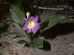 Image result for Siphonochilus kirkii - yellow-flowered form