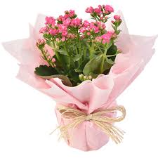 Kalanchoe Para Presente | Elis Flores e Presentes