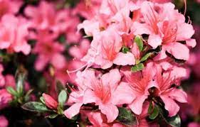 3 Reasons Why Your Azalea Leaves And Flowers Are Wilting Gardener Report
