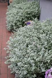 Image result for Helichrysum polioides