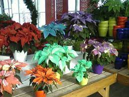 Poinsettia Colors Paisley Curtain Poinsettias Poinsettia Plant Poinsettia Flower Poinsettia