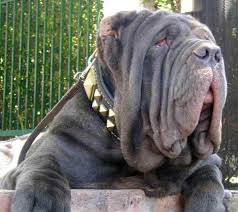 Judges said he looked so strange that even in real life he looked photoshopped. The Top 10 Ugliest Dog Breeds In The World Pethelpful