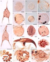 Image result for Oncocalyx bolusii