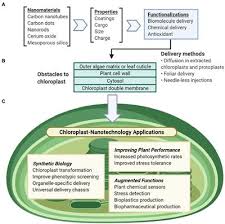Check spelling or type a new query. Frontiers Nanotechnology Approaches For Chloroplast Biotechnology Advancements Plant Science
