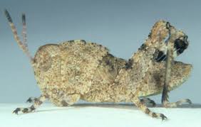 Image result for Dissotis caloneura