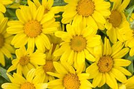 Image result for Helichrysum argyranthum