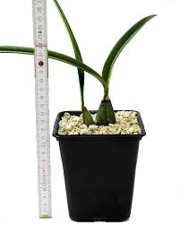 Image result for Oeceoclades pandurata