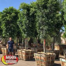 For trees, it may be necessary to secure the trunk by using three stakes placed at equal distances around the tree. Ficus Ficus Nitida Evergreen Trees Moon Valley Nursery