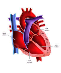 The atrium has thick, muscular walls. The Heart Ck 12 Foundation